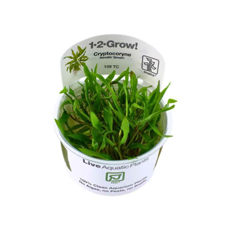 Planta acvariu Cryptocoryne Wendtii Green in vitro Tropica - imagine 4